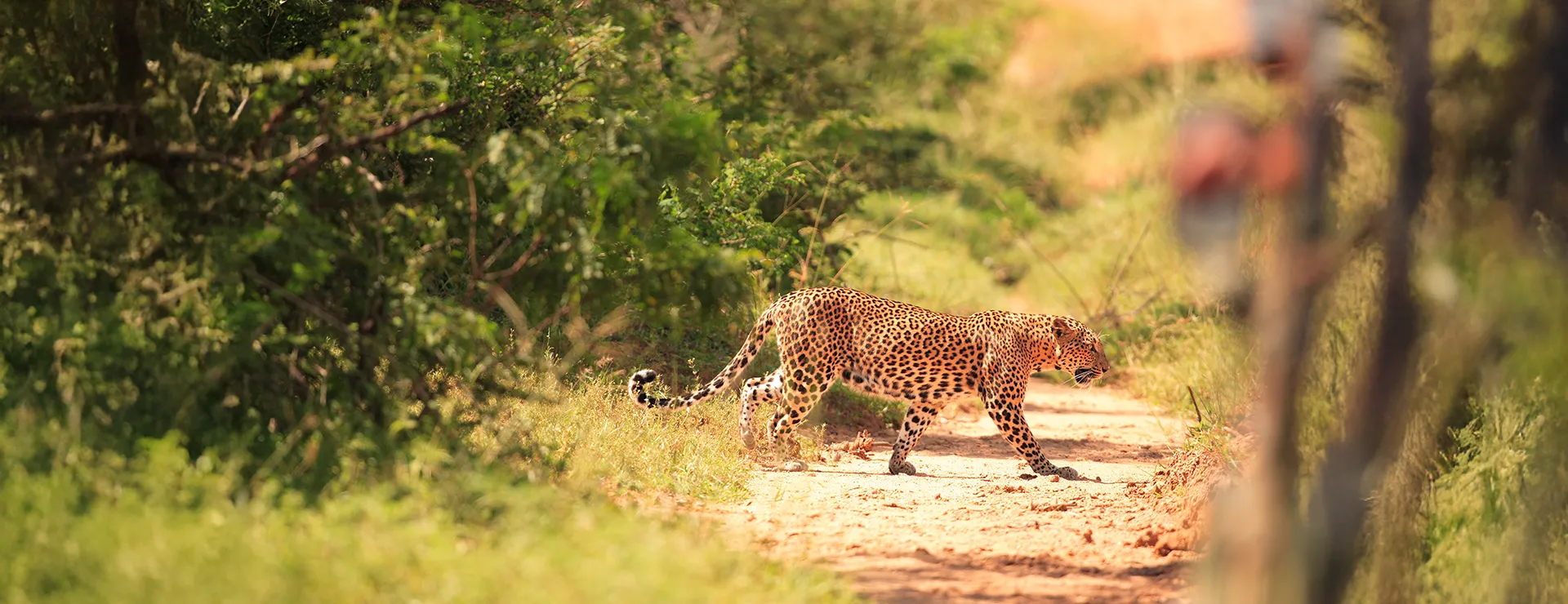 Wild Oura Escape — photo 3