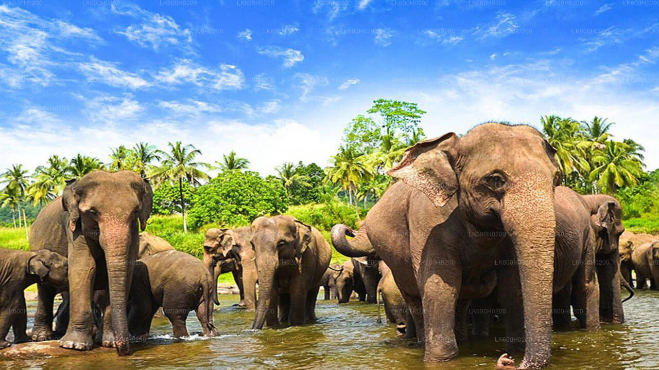 Pinnawala elephant ophanege