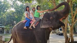 Elephant safari(optional)